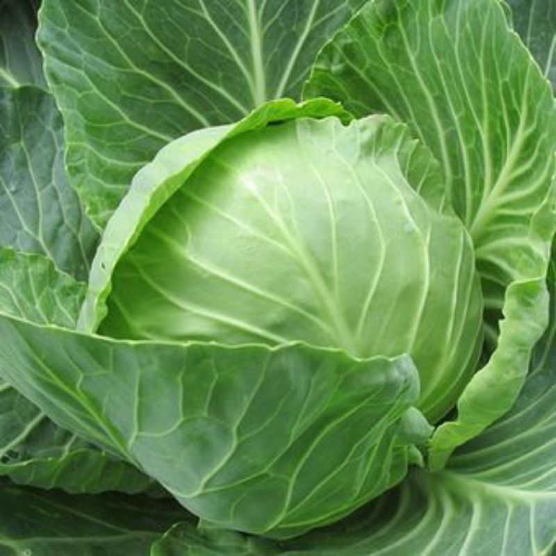 KEBUN_RAIS-Bibit Kubis/Kol Siap Tanam