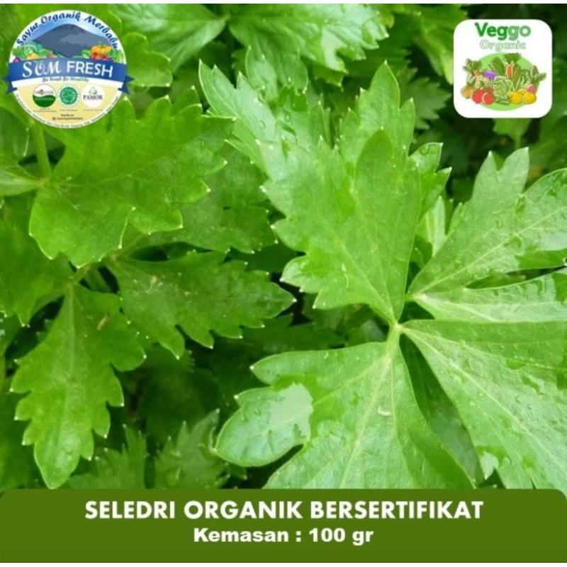 

Daun Seledri Organik Bersertifikat