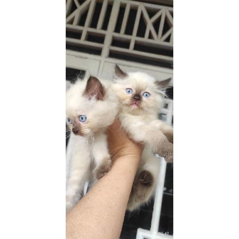 himalaya kitten