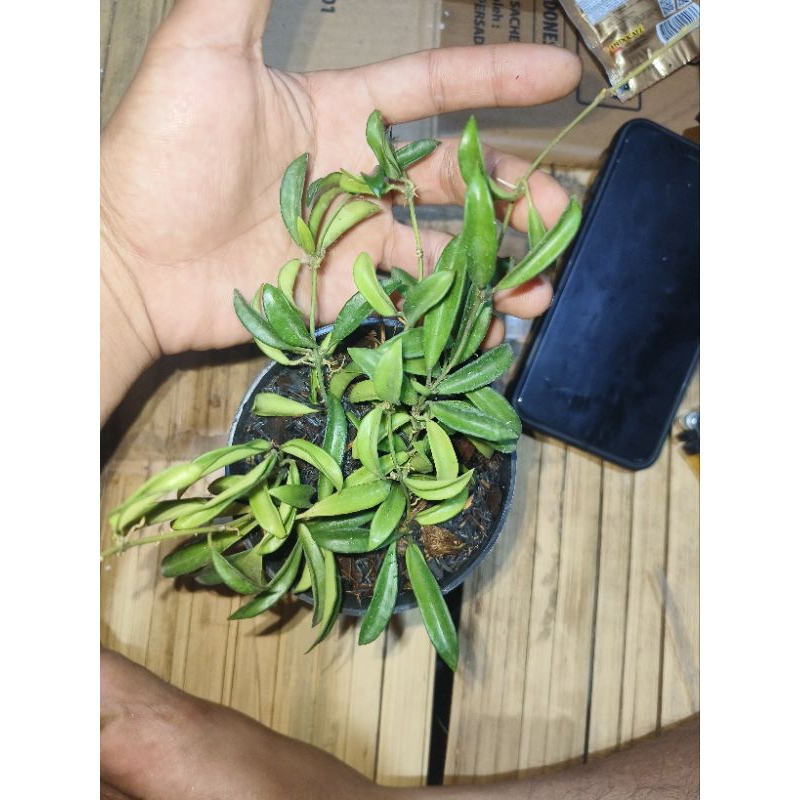 tanaman hias hoya zambales rimbun