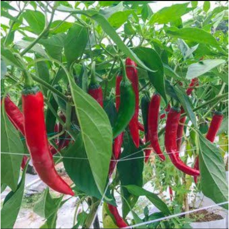 KEBUN_RAIS - Bibit Cabe Merah Besar Siap Tanam