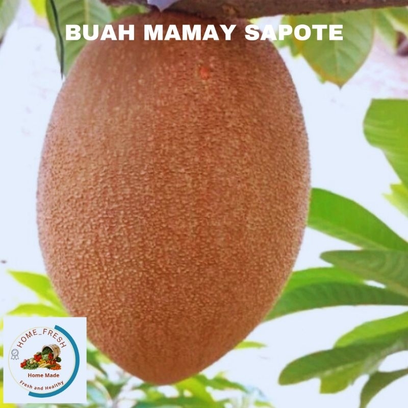 

Buah Mamay Sapote Sawo Jumbo Fresh