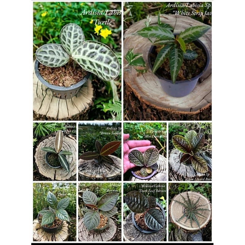 Paket Tanaman Ardisia Labisia Variant Jenis - Tanaman Hias Paludarium