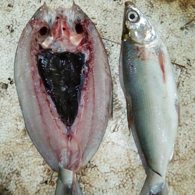 

TOP Batari bandeng tanpa duri