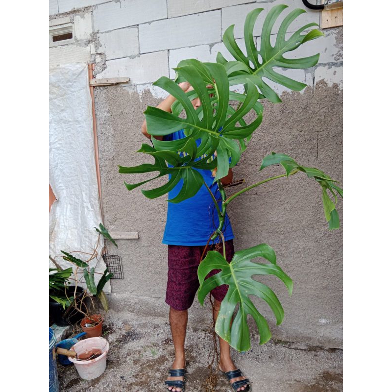 Monstera Brazilian Form Besar 6 Daun