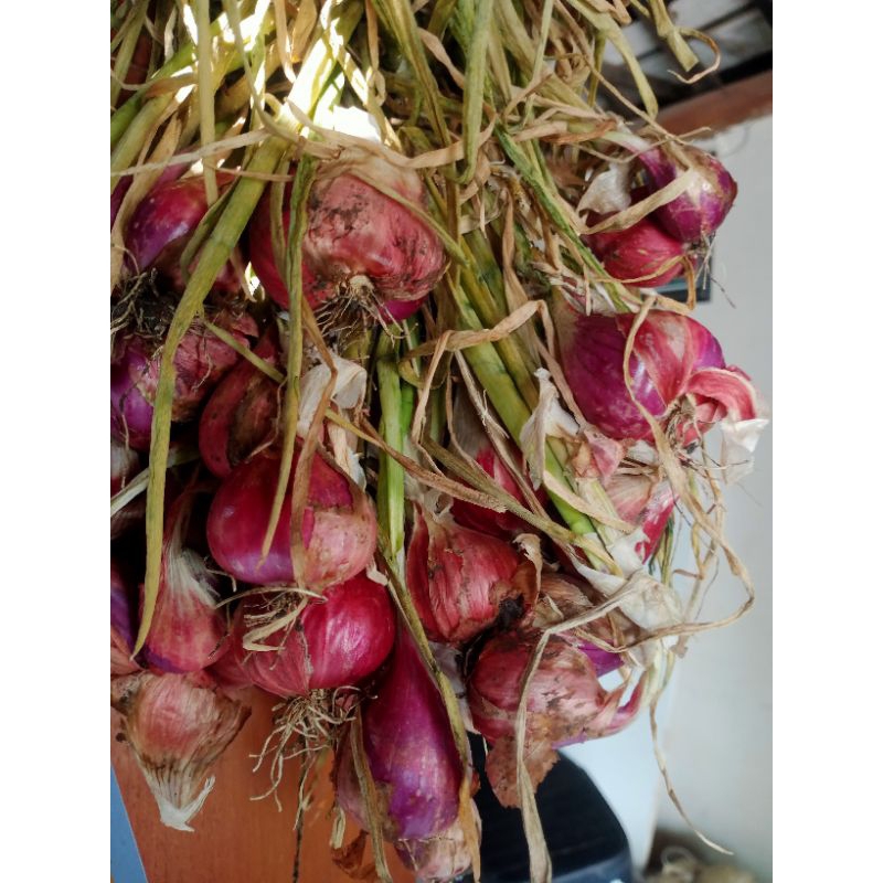 

Bawang Merah jumbo nganjuk