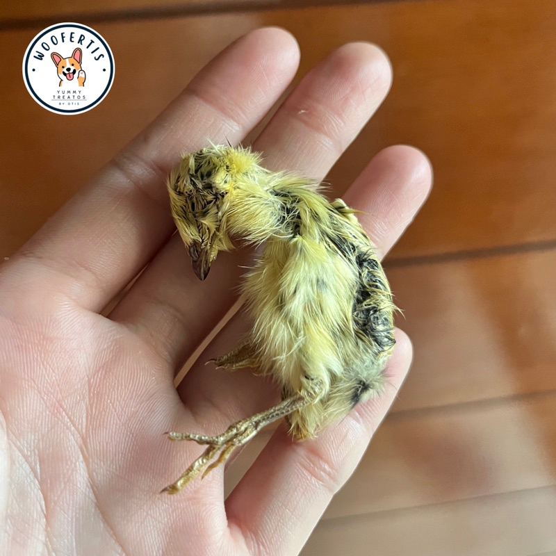 Woofertis Dehydrated Whole Baby Quail Snack Anjing Dog Treats Burung Puyuh Kering
