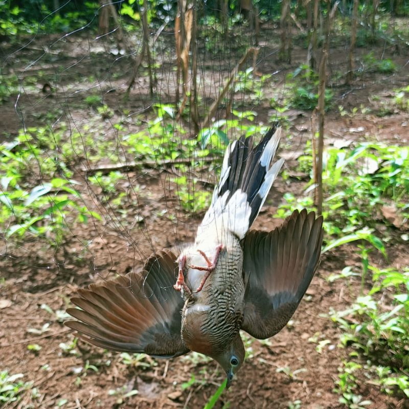 JARING BURUNG PERKUTUT 10 JALA PERKUTUT LOKAL JARING PIKAT KUTUT JARING JEBAK PERKUTUT JALA JEBAK JA