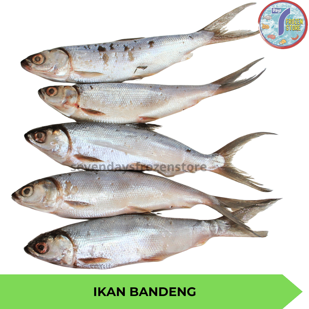 

Ikan Bandeng Frozen Beku