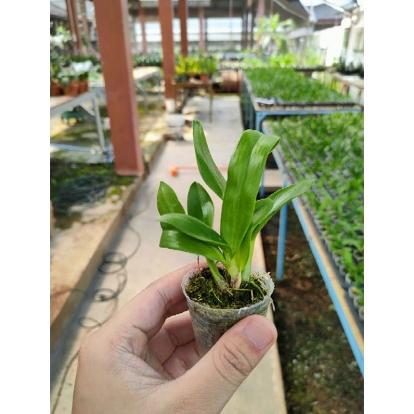 KODE I42G Paket 1 ribu dapat 12 pot seedling anggrek dendrobium keriting  melintir jenis bunga berbe