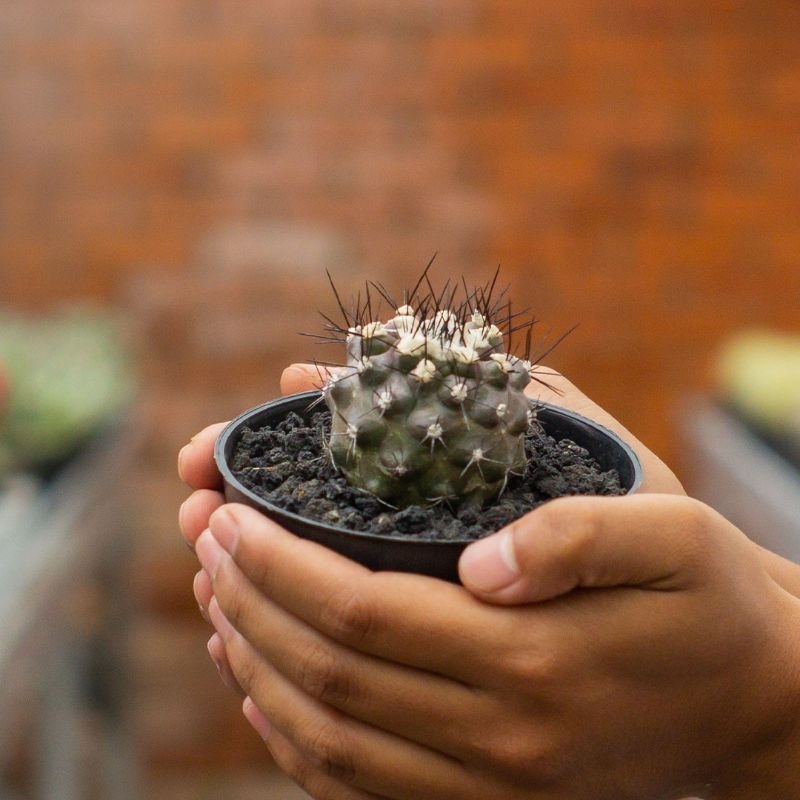 CACTUS CAPIAPOA HUMILIS OWNROOT ( POT 10 CM )