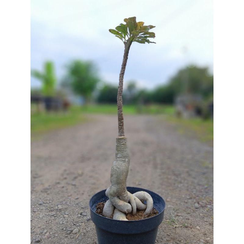 Adenium ID. SOCOTRANUM kristata ( RARE ITEM  )