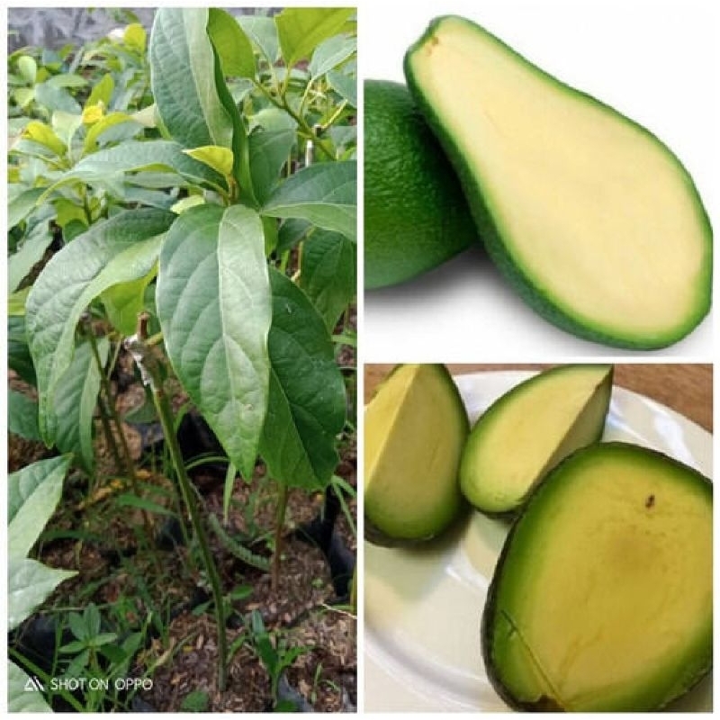 BIBIT ALPUKAT TANPA BIJI OKULASI