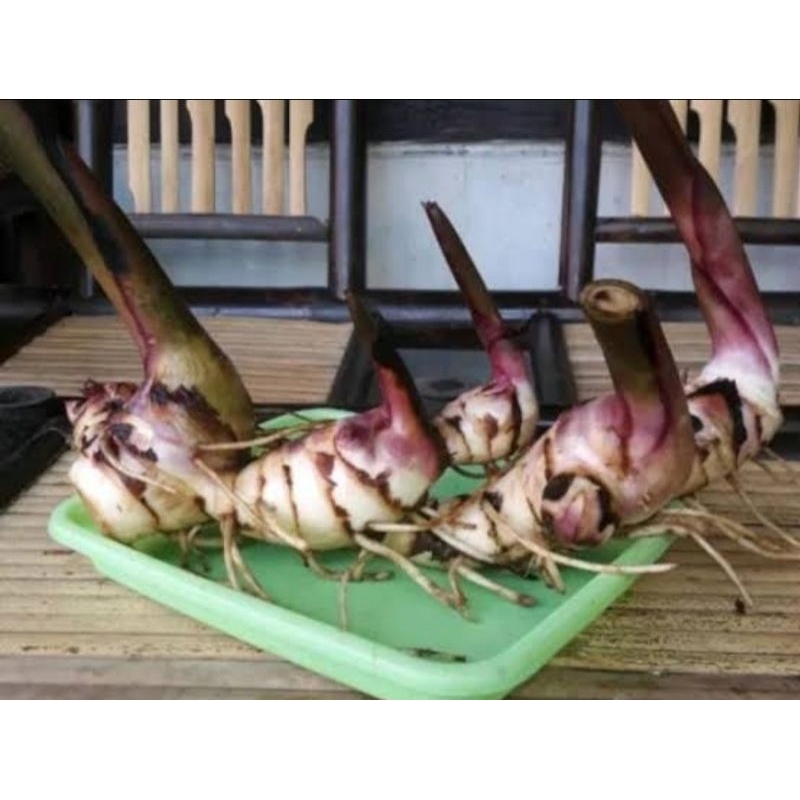 

Umbi ganyong merah 1 kg segar pilihan