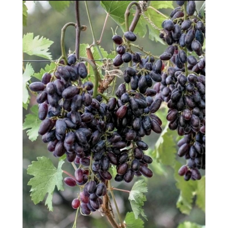 BIBIT ANGGUR IMPORT UKRAINA HSIL GRAFHTING