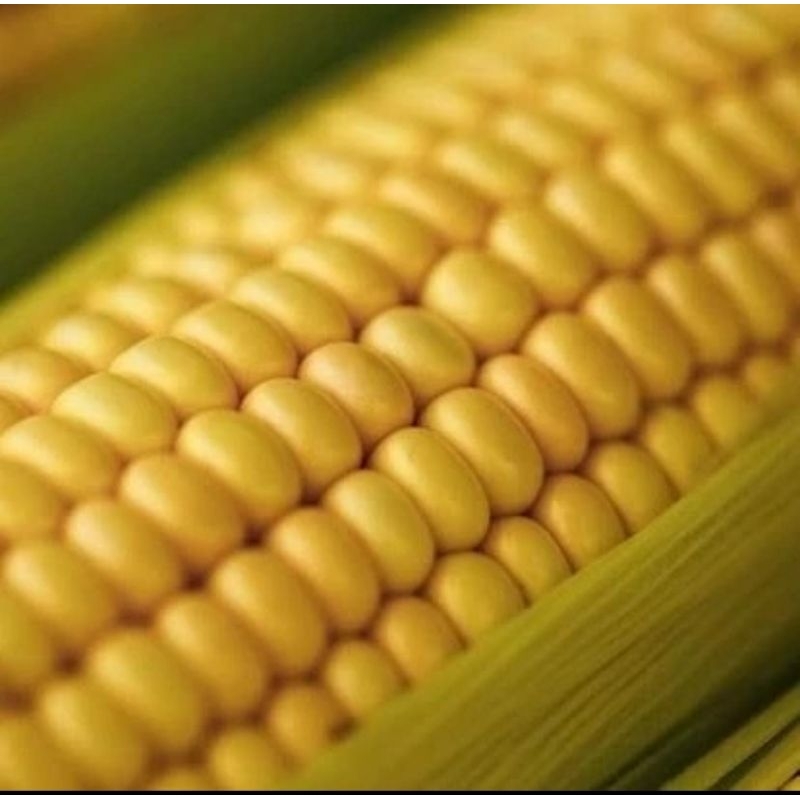 

Jagung Manis Per Buah