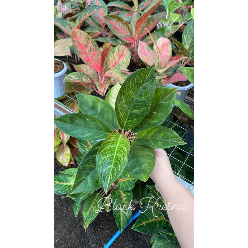 Aglaonema Black Kresna