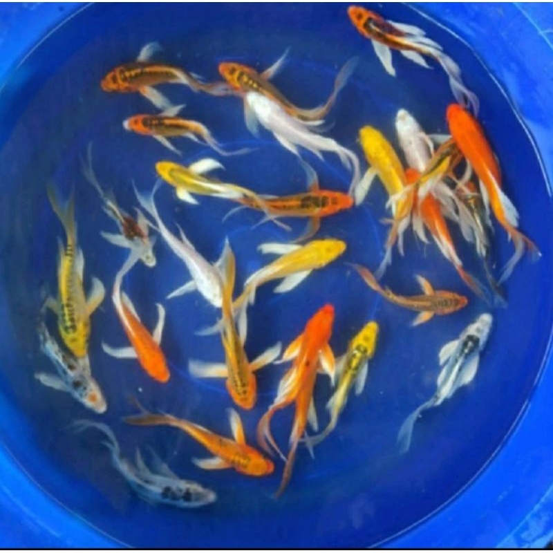 PAKET HEMAT 7 koi metalik slayer kumpai size 5-7 cm