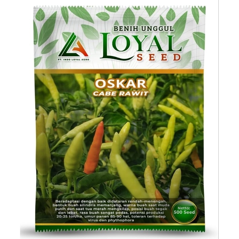 Cabe Rawit Putih Tegak " OSCAR "