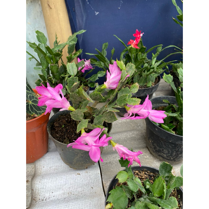 Tanaman Hias Outdoor/indoor Wijaya Kusuma Kepiting Bunga Ungu Jumbo