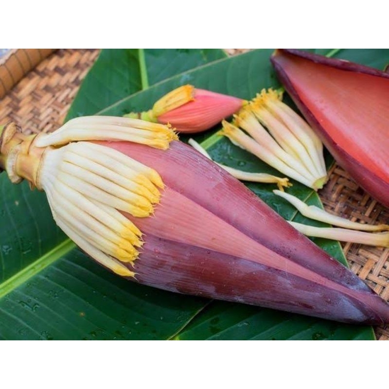 

PROMO ! Jantung buah pisang segar petik langsung dari kebun