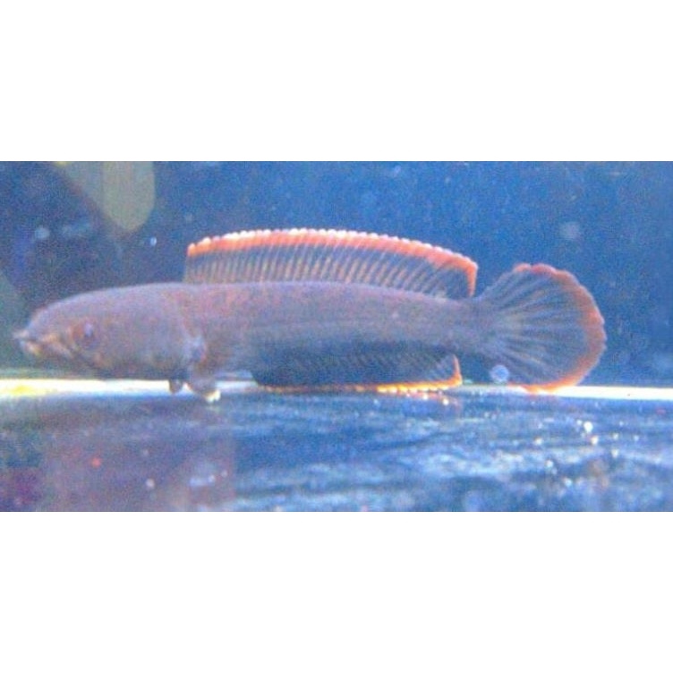 KODE L35G STIKER BOX LIMBATA CB LAWU RIM TEBAL GRADE A