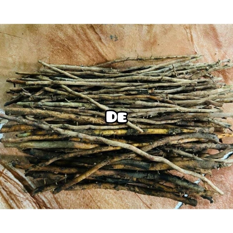 

Akar salak segar / akar pohon salak fresh-az