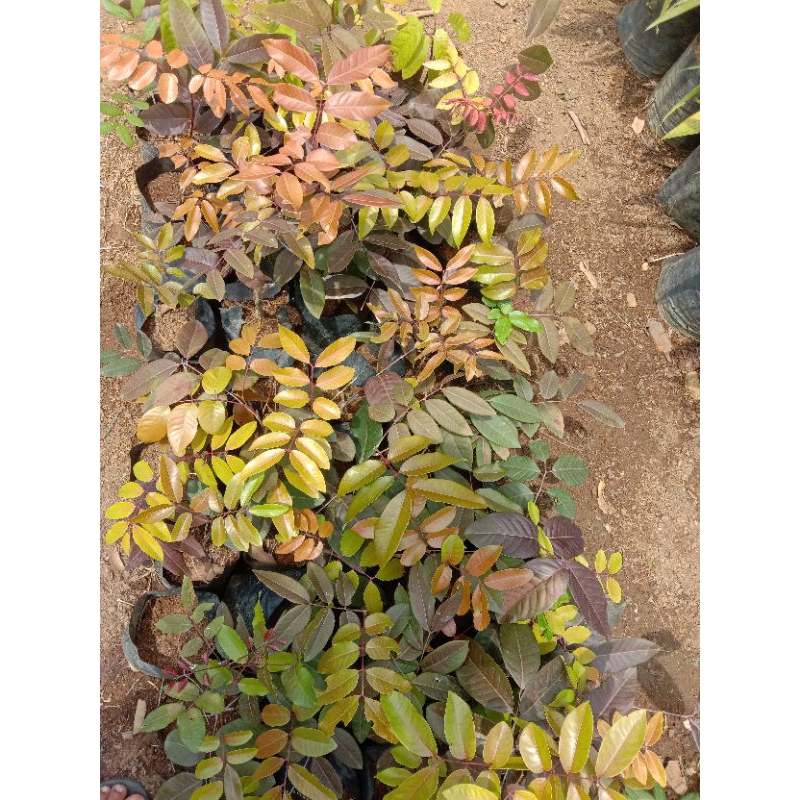 bibit pohon kelengkeng merah beli(2)bonus(3)bibit jeruk kasturi