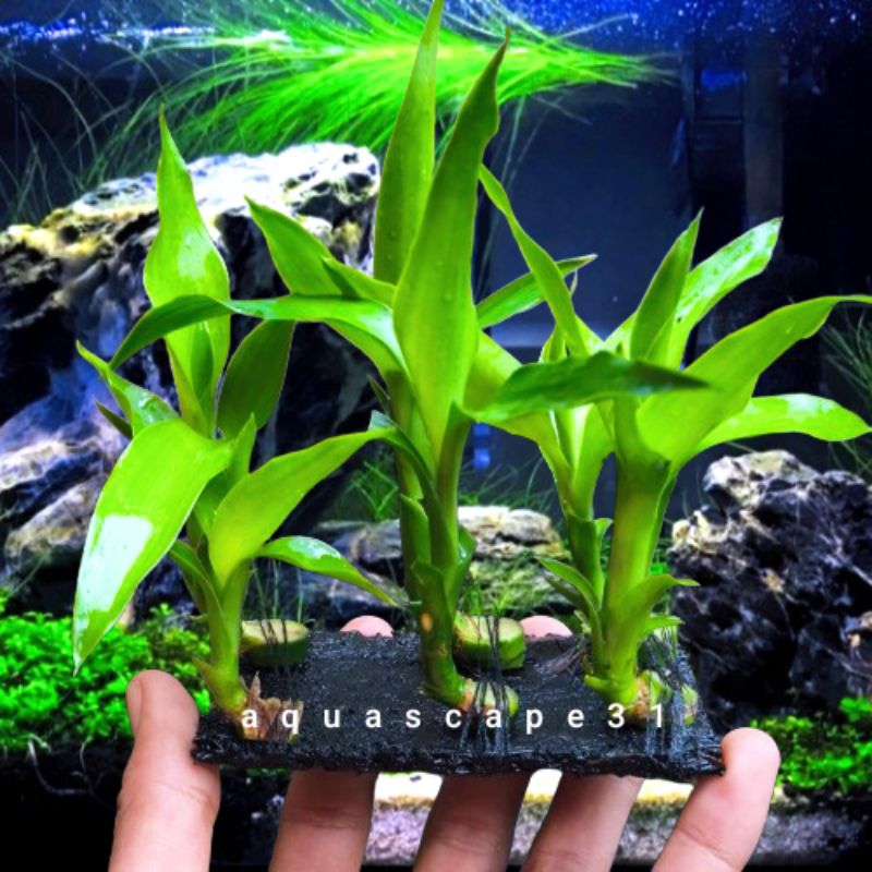 bambu hoki-bambu air media lempeng pakis tanaman Aquascape Hiasan Aquarium