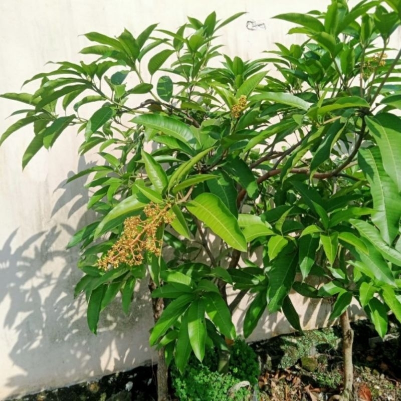 Bibit mangga manalagi sudah berbunga