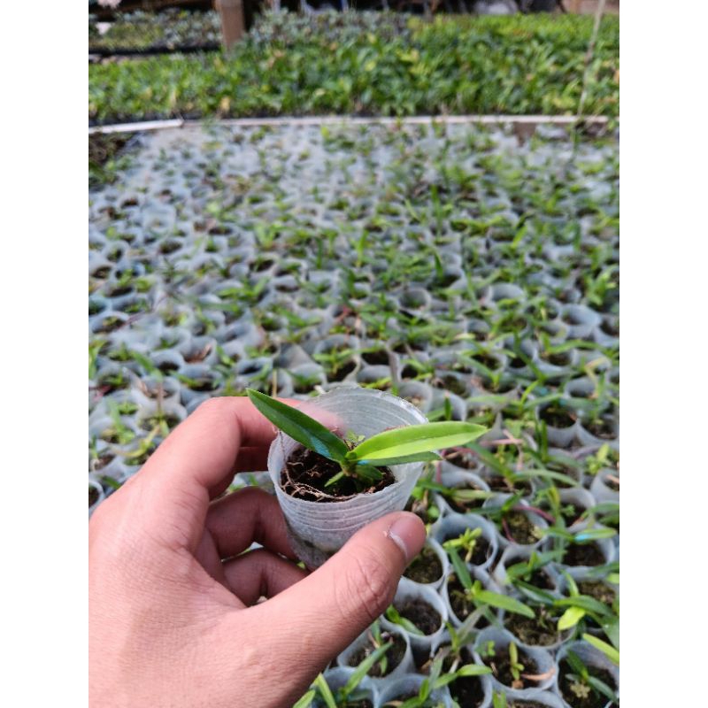 Bibit Anggrek Vanda (Seedling)