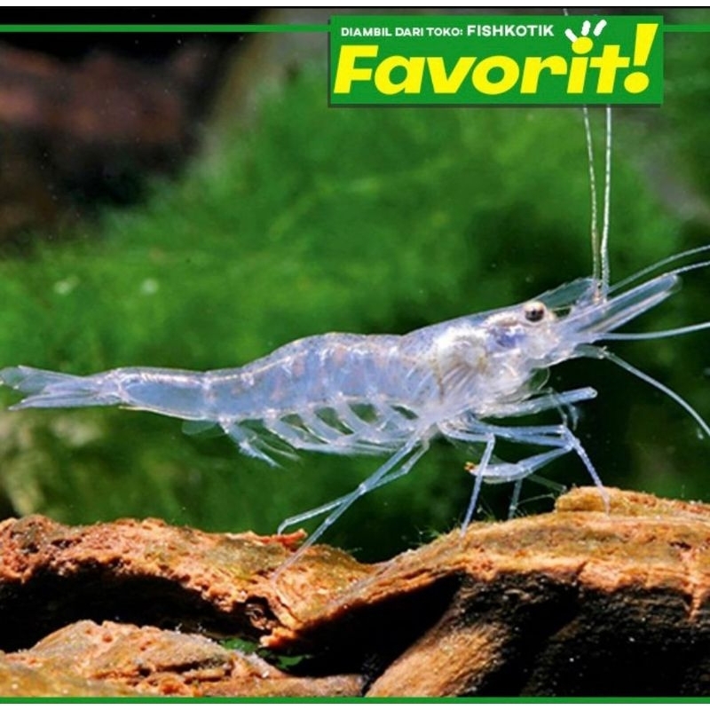 Paket Koloni (isi 10) Ghost Shrimp Udang Hias Aquascape Hiasan Aquarium Dekor Ikan Air Tawar