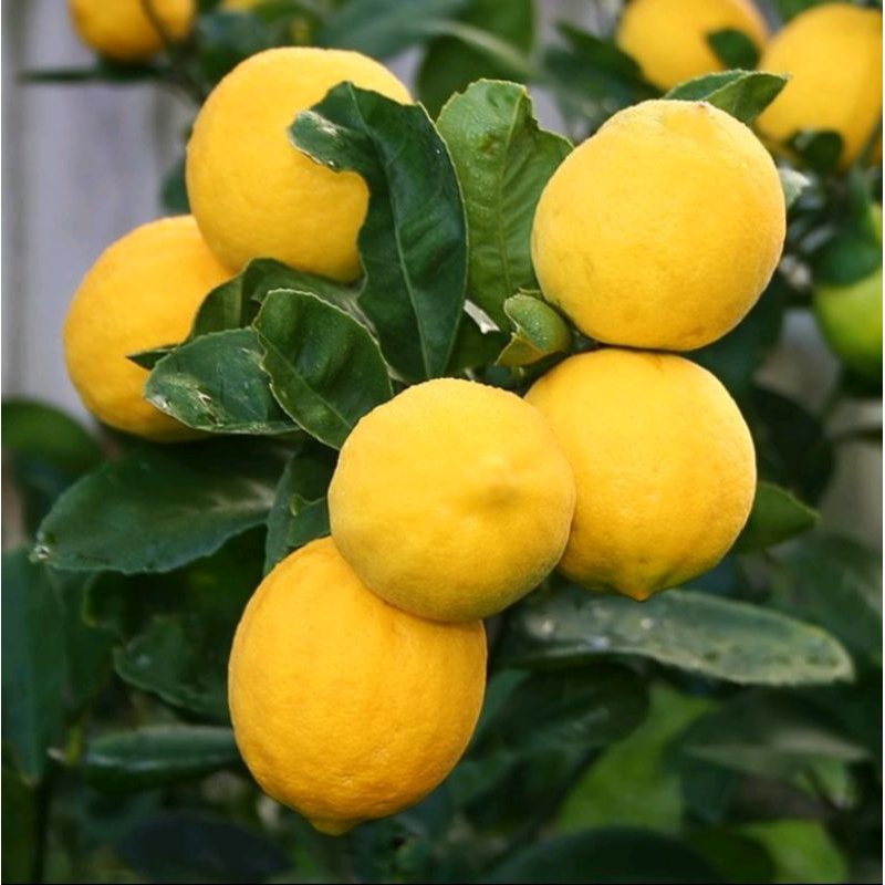 bibit jeruk lemon California