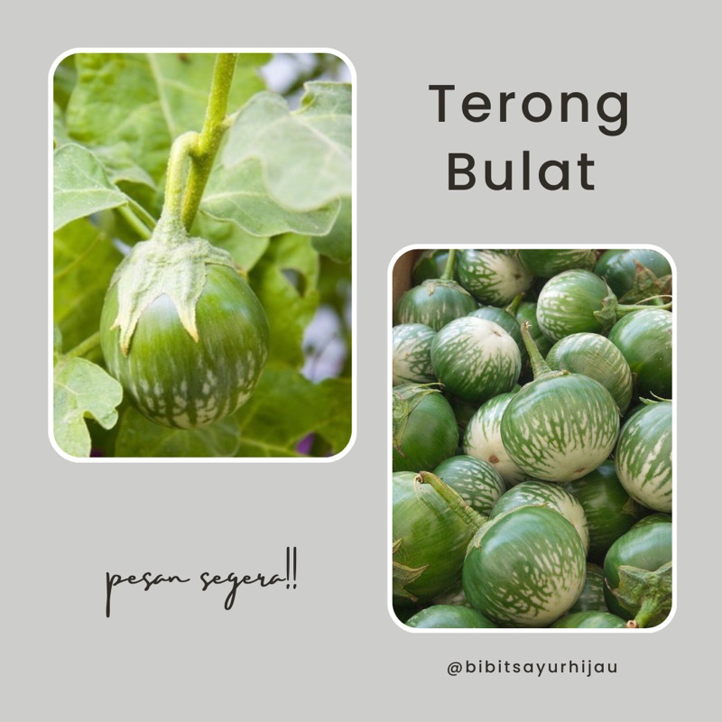 30 Biji Benih Terong Bulat Hijau Lalapan Provita F1