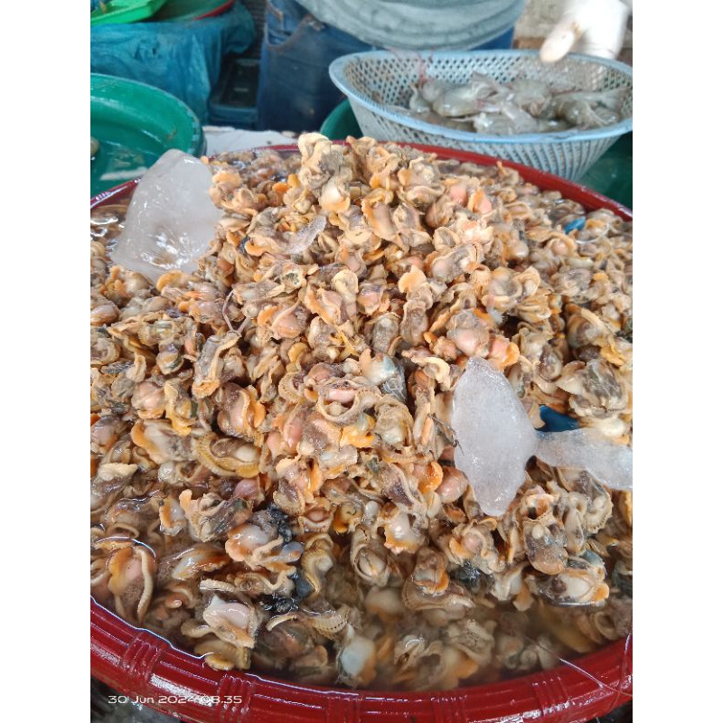 

Kerang basah kecil segar