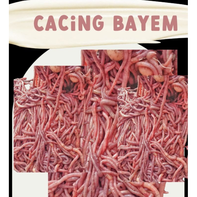 CACING BAYAM (Cacing Tanah)