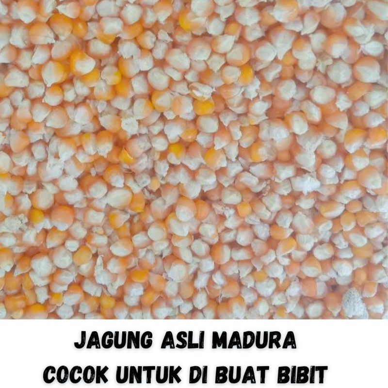 

JAGUNG PIPIL KERING TANGGUNG BESAR 1 KG ASLI MADURA COCOK UNTUK DI BUAT BIBIT