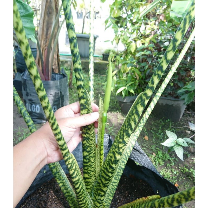 Alocasia Zebrina Asli