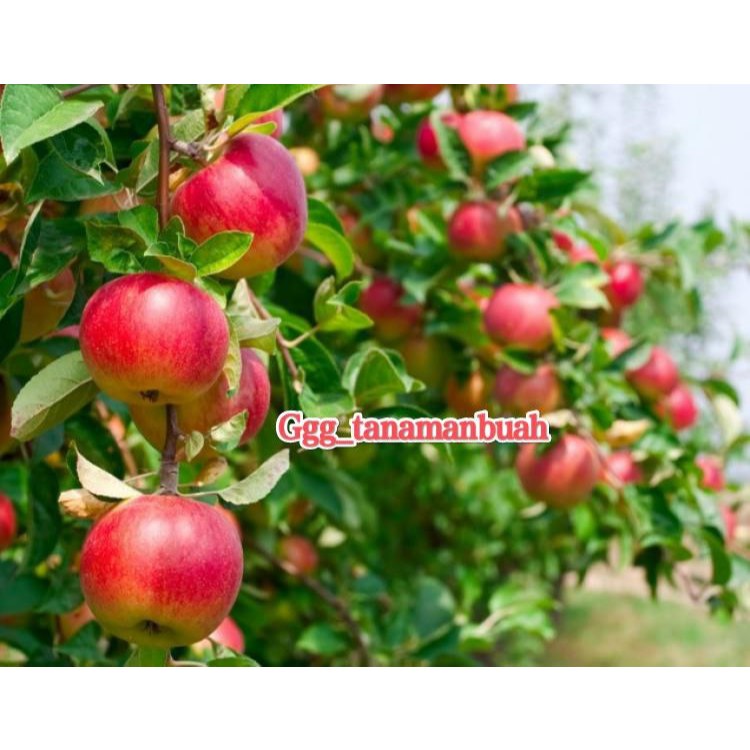 Bibit Apel Merah Fuji Siap Berbuah rimbun