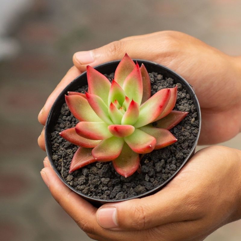 ECHEVERIA AGAVOIDES FRANK REINELT ( POT 10 CM )