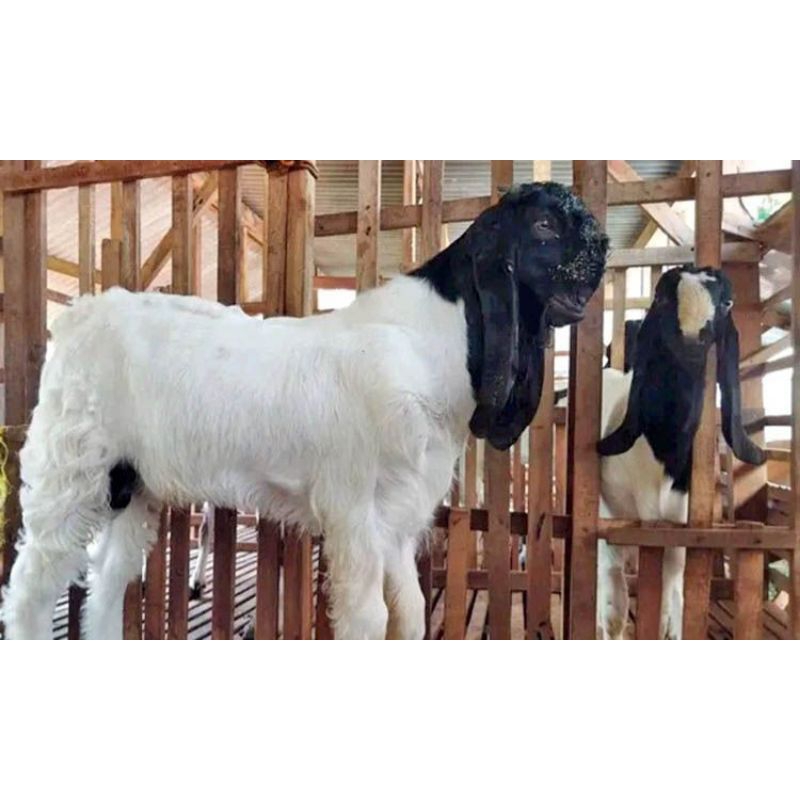 KAMBING PE( PERANAKAN ETAWA )