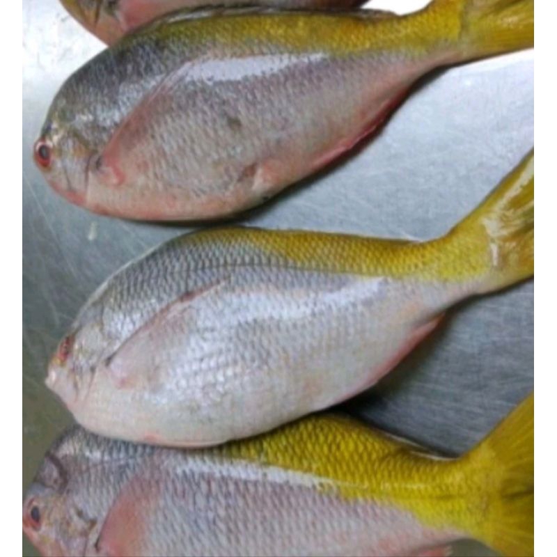 

ikan ekor kuning 500-600g