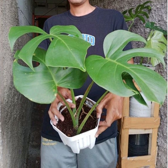Tanaman Hias Monstera Brazilian Form
