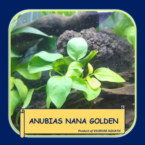 TANAMAN AQUASCAPE - ANUBIAS NANA GOLD / ANUBIAS NANA GOLDEN / ANUBIAS GOLDEN SIZE L