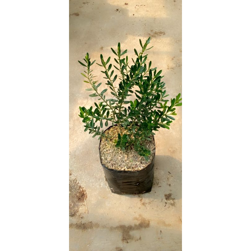 Tanaman Pohon Boksus Bahan bonsai