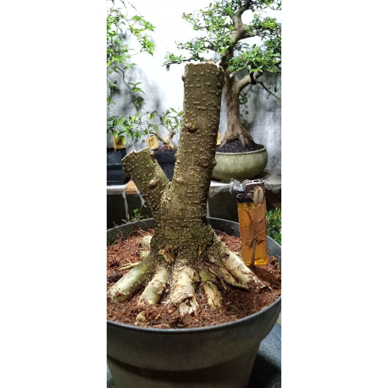 bahan bonsai anting putri bogel elonomis