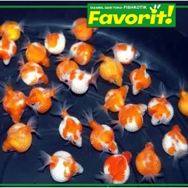 Koki Mutiara Tennis Grade A Ikan Hias Kolam Hiasan Aquarium Aquascape