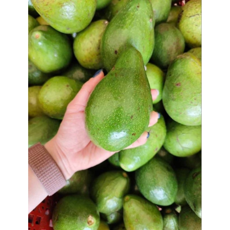 

Alpukat Mentega 1 kg