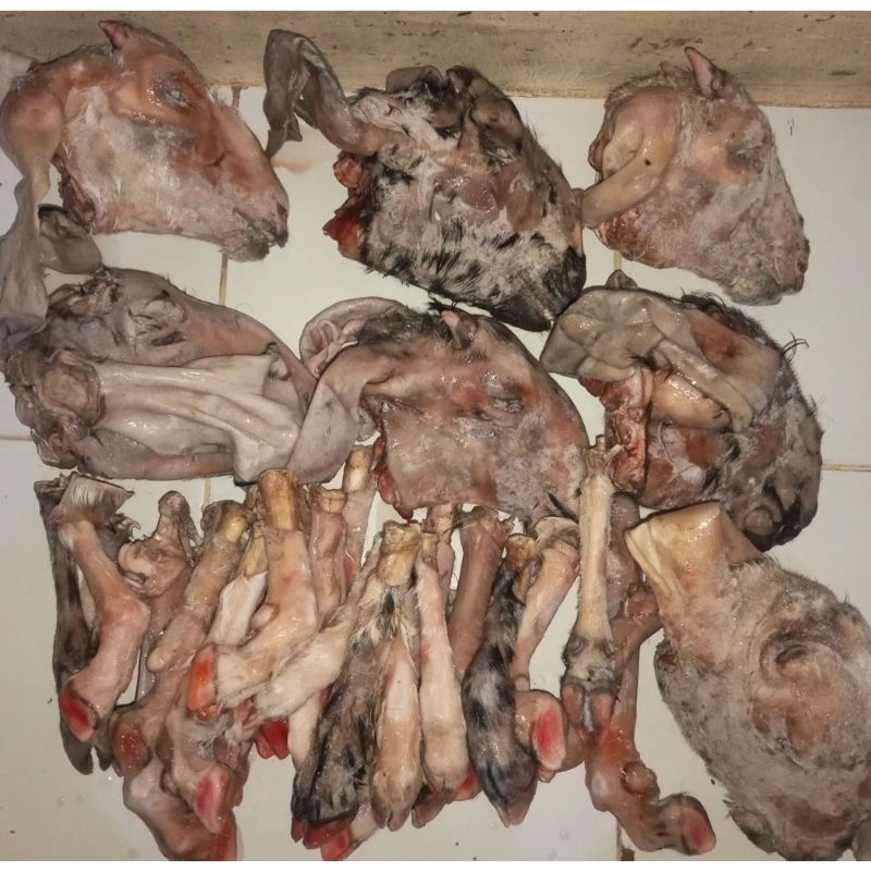 

Kepala Kambing 1set
