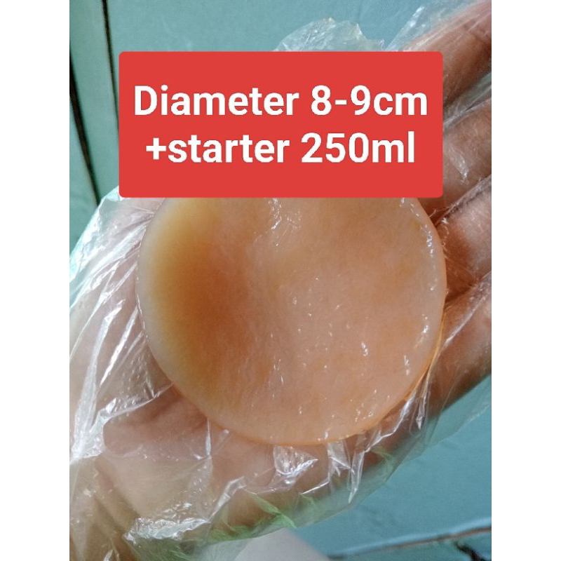 

Bibit kombucha mini diameter 8-9cm/ scoby kombucha mini/ scoby mini/bibit fermentasi kombucha/teh kombucha/probiotik/ include Starter 250ml danishkombucha12